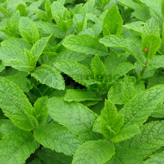 Mentha Moroccan