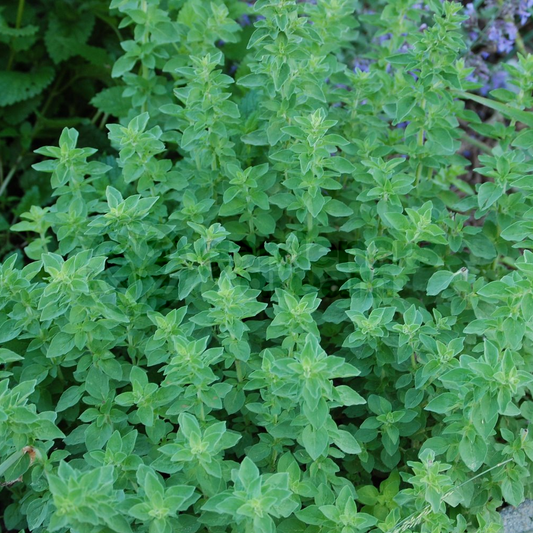 Oregano Common