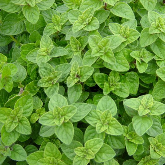 Oregano Greek