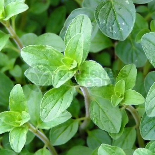 Oregano Italian