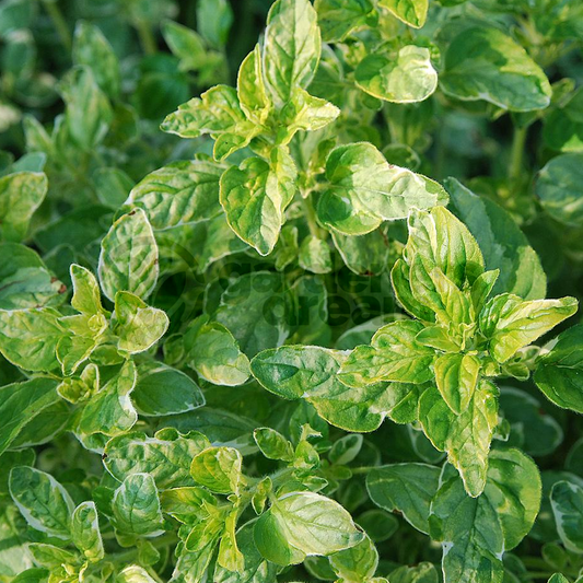 Oregano Variegated