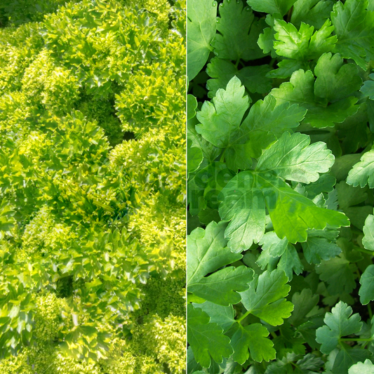 Parsley Mix