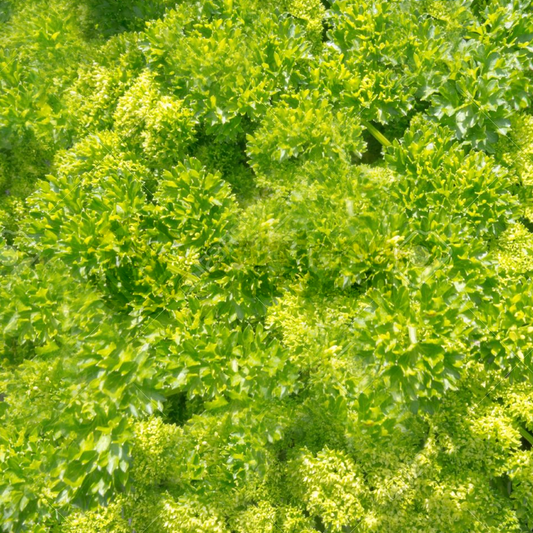 Parsley Curly