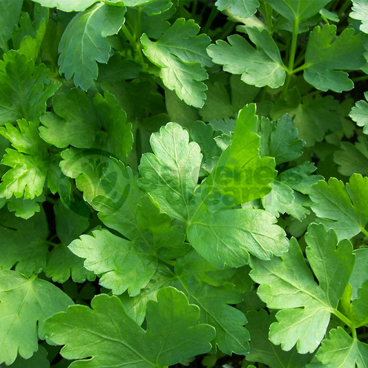 Parsley Flat