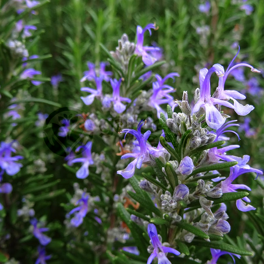 Rosemary Barbeque