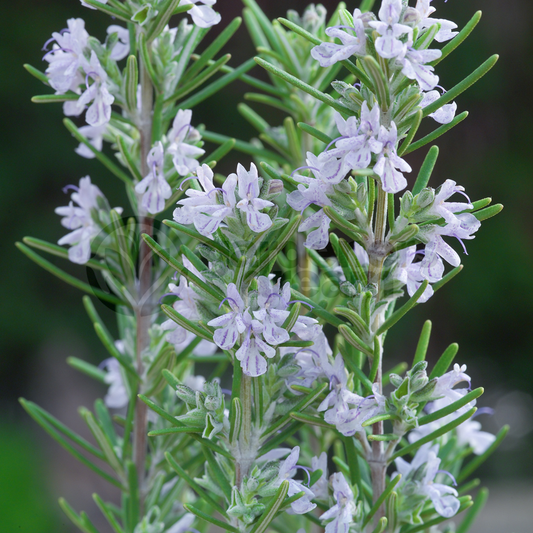 Rosemary 'Miss Jessopp's Upright'