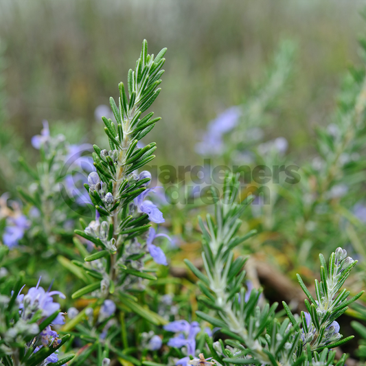 Rosemary 'Sudbury Blue'