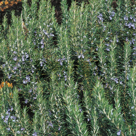 Rosemary 'Tuscan Blue'