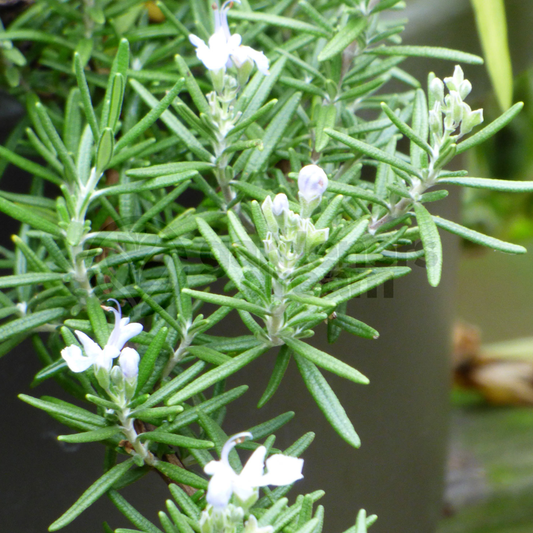 Rosemary Creeping