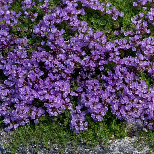 Thyme 'Bressingham Pink'