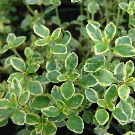 Thyme Creeping Lemon