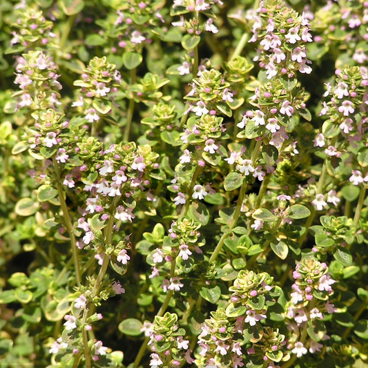 Thyme Common