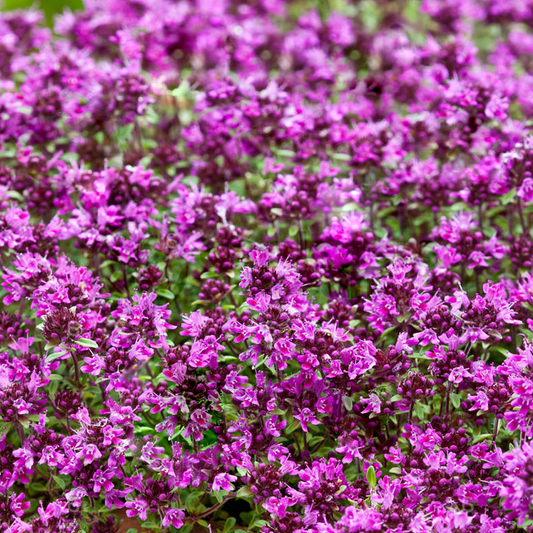 Thyme Creeping Red