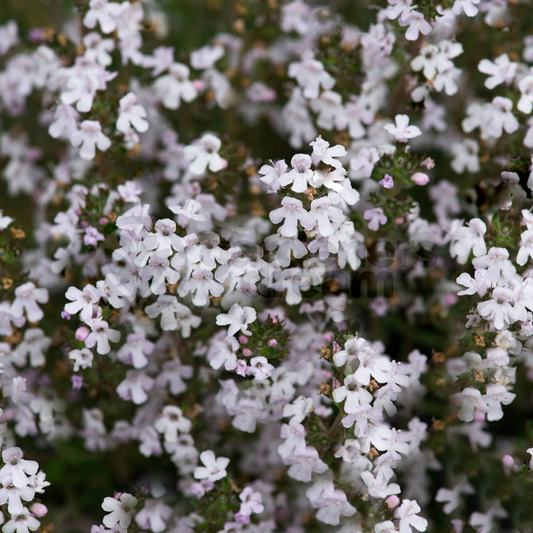 Thyme Orange