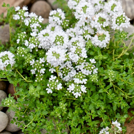 Thymus 'Snowdrift'