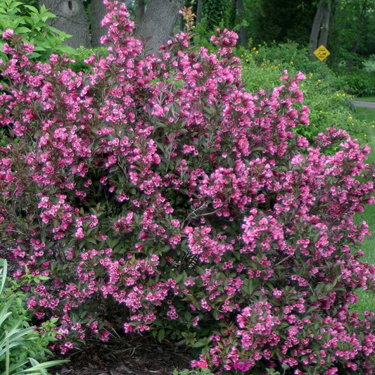 Thyme 'Wine and Roses'