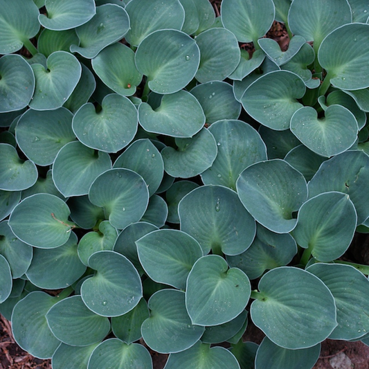 Hosta 'Blue Mouse'