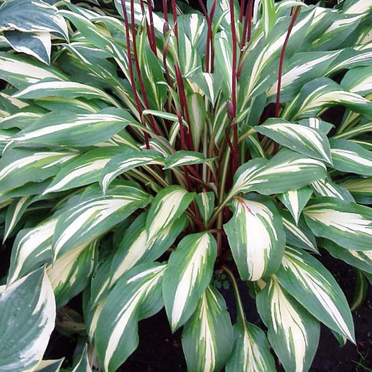 Hosta 'Cherry Berry'