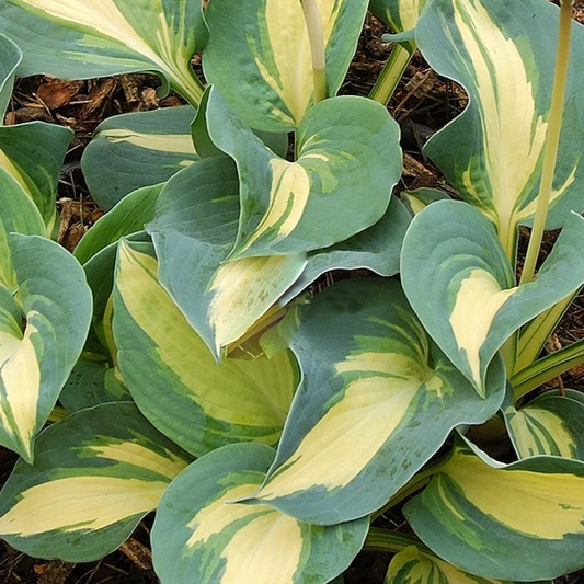 Hosta 'Dream Queen'