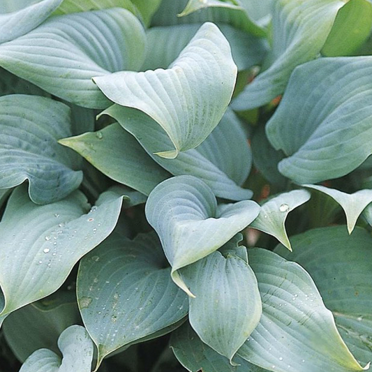 Hosta 'Fragrant Blue'