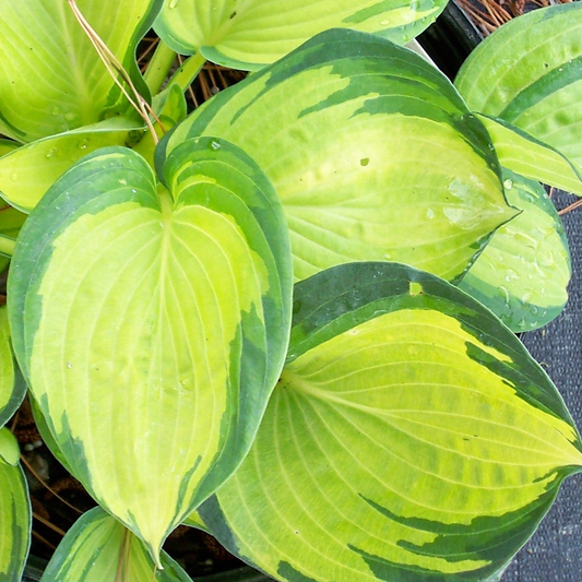 Hosta 'Great Expectations'