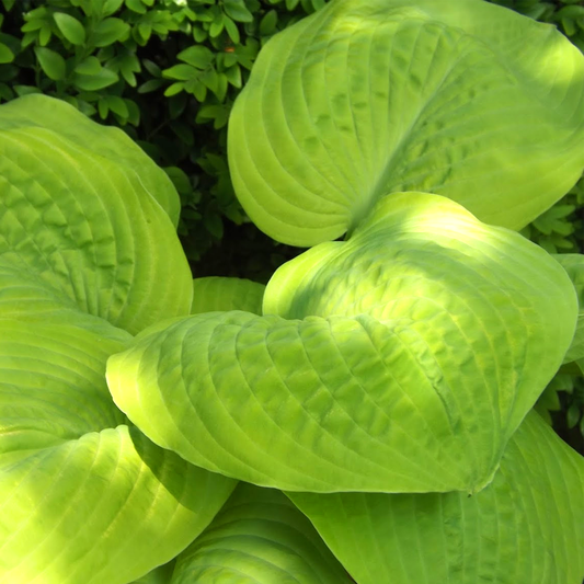 Hosta 'Golden Waffles'