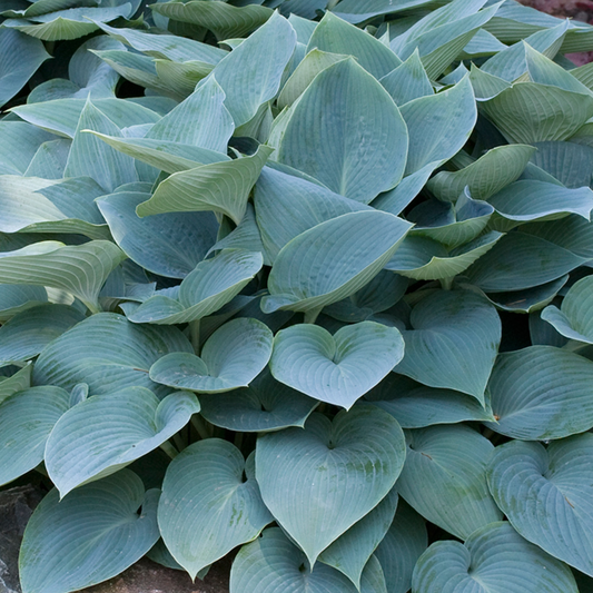 Hosta 'Halcyon'