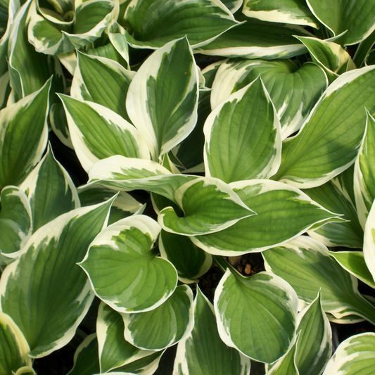 Hosta 'Minute Man'