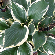 Hosta 'Patriot'