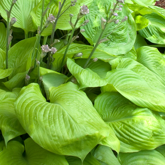 Hosta 'Sun and Substance'