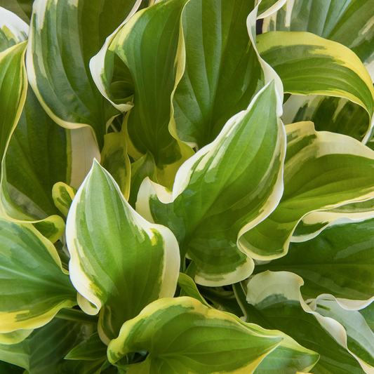 Hosta 'So Sweet'