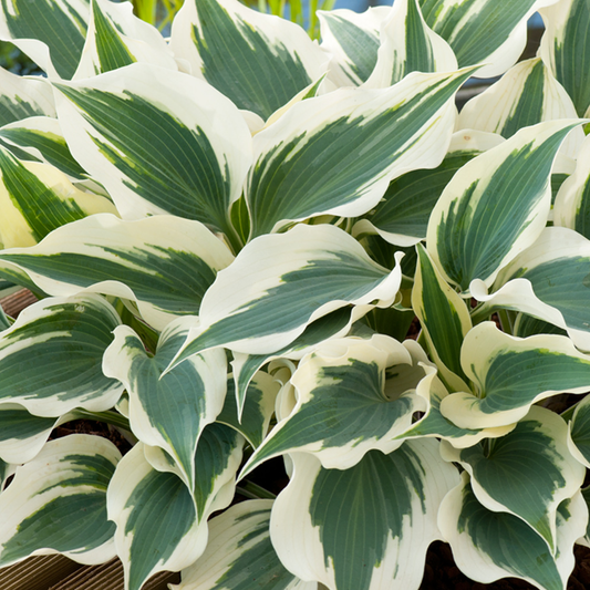 Hosta 'Wide Brim'