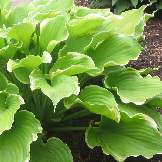 Hosta 'Winter Snow'