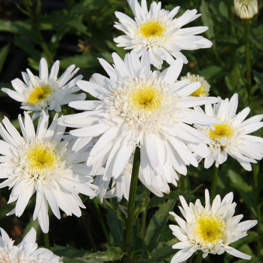 Leucanthemum 'Christine Hagemann'