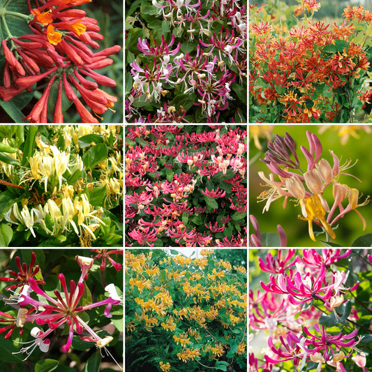 Lonicera Mix