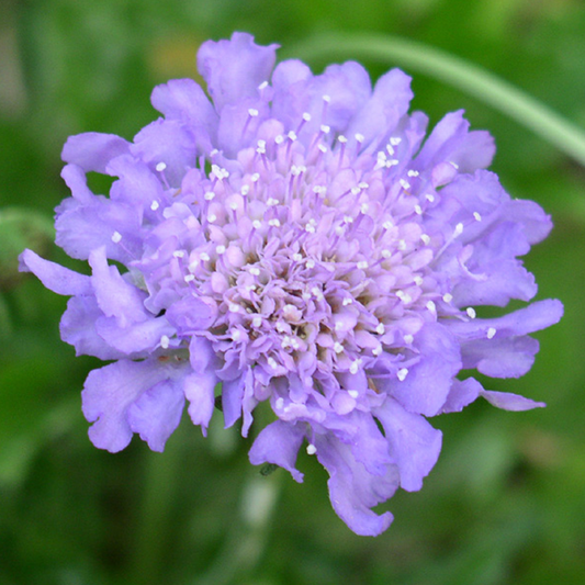 Scabiosa 'Butterfly Blue'