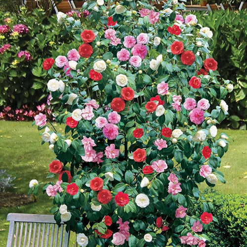 Camellia 'Tricolour'