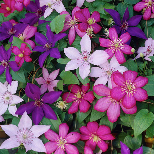 Clematis 'Tricolour'