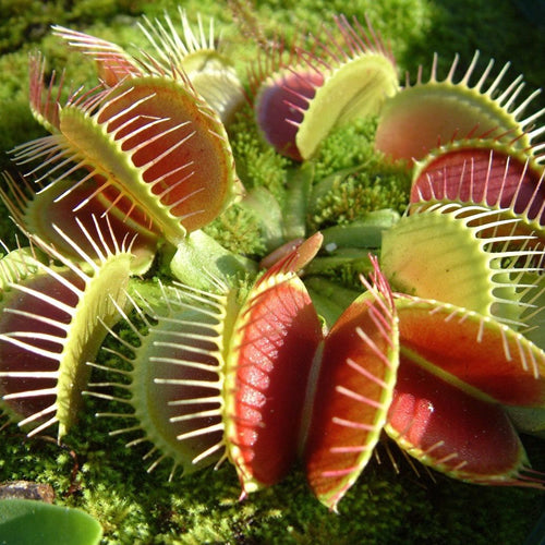 Venus Fly Trap