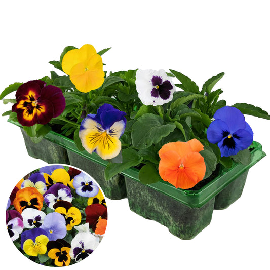 Pansy Mixed Bedding Plants