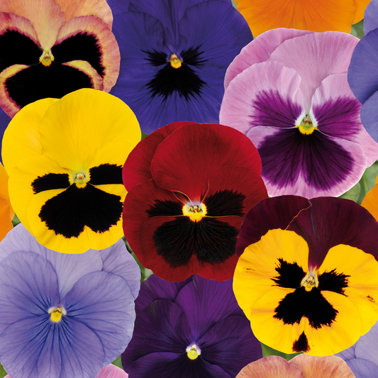 Pansy Autumn Select Mixed Bedding Plants