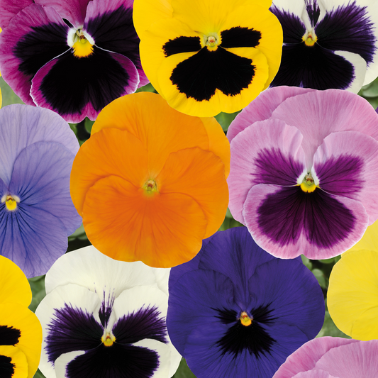 Pansy Spring Select Mixed Bedding Plants