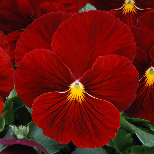 Pansy Scarlet Bedding Plants