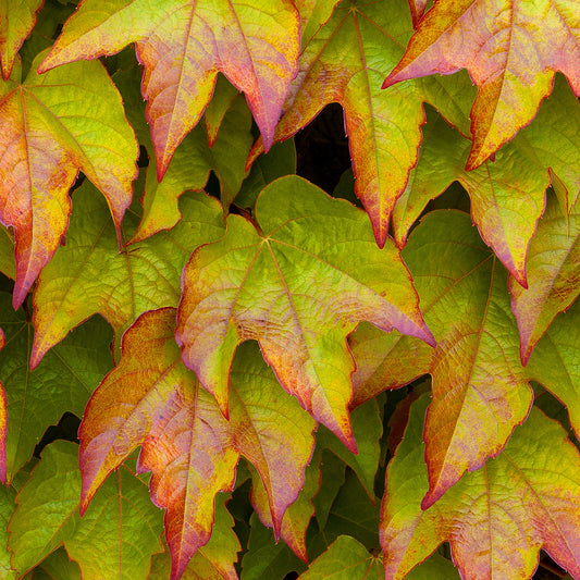 Parthenocissus 'Veitchii'