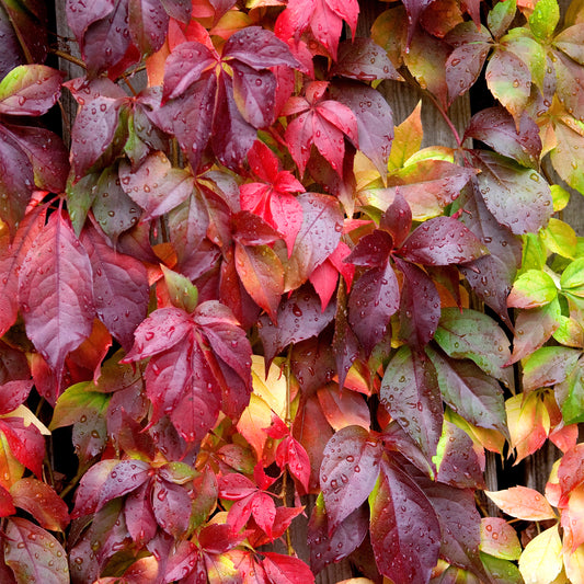 Parthenocissus engelmannii