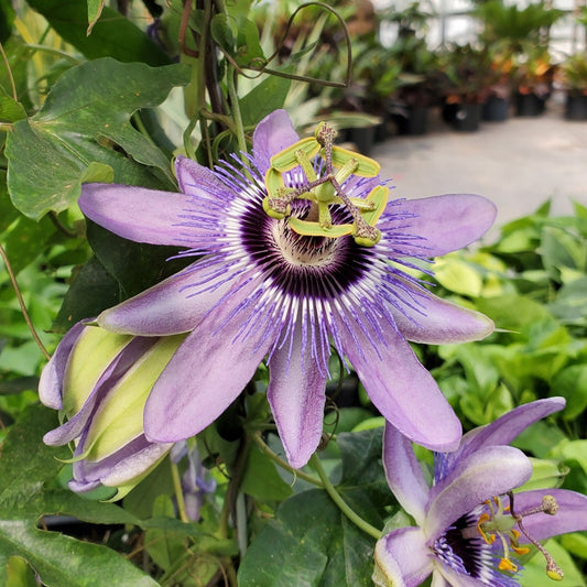 Passiflora 'Betty Myles Young'