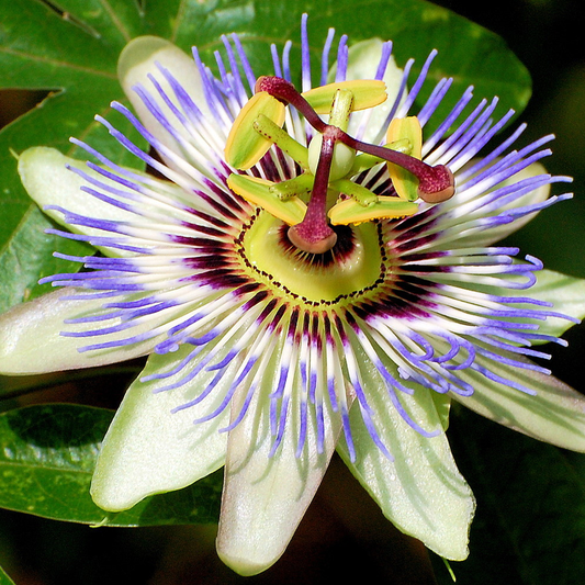 Passiflora caerulea