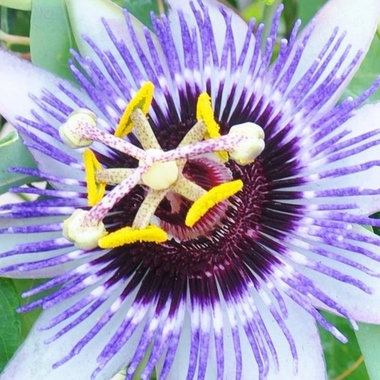 Passiflora 'Damsel's Delight'