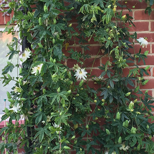 Passiflora 'Snow Queen'