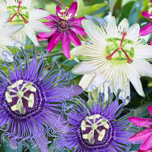 Passiflora Mix